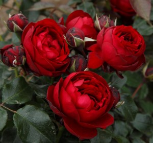 JESTER (floribunda)